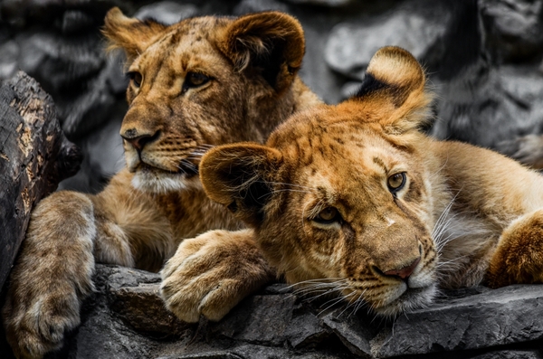 Liger cub and lion cub - The photo, cat, a lion, Liger, Milota, Zoo, Novosibirsk