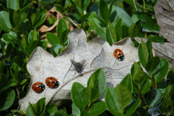 Греются на солнышке | Пикабу
