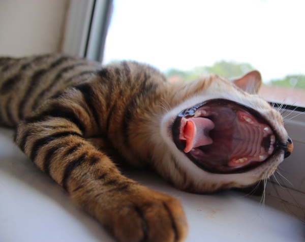 Jaws - Yawn, cat, The photo