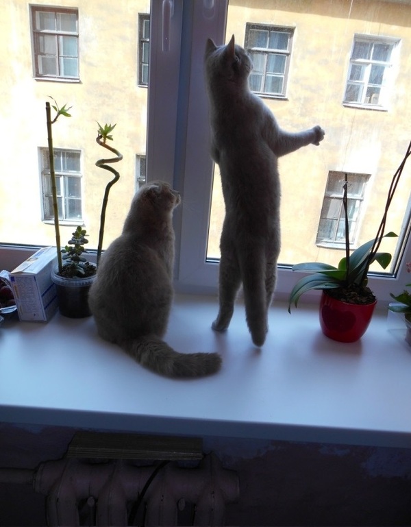 А чой-то там?