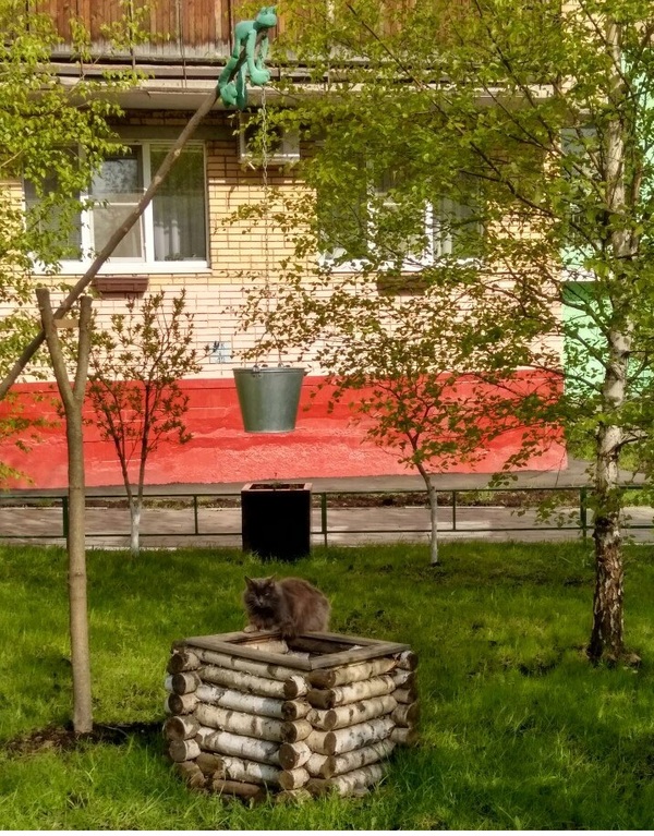 Ordinary suburban yard - My, cat, Story, Подмосковье