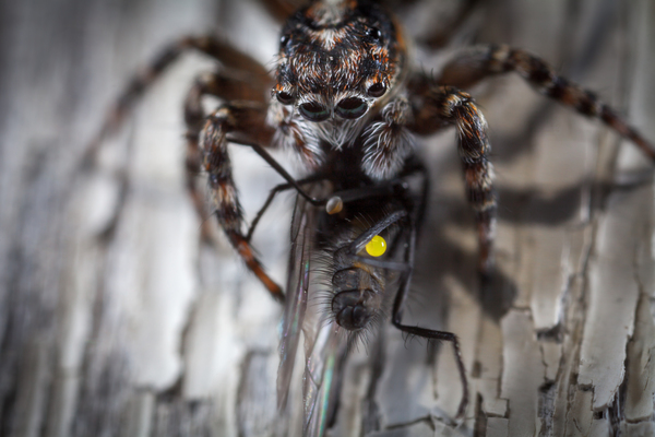 Got it! - My, Macro, Arachnida, Spider, Муха, Jumping spider, Canon 5DM2, Macro photography