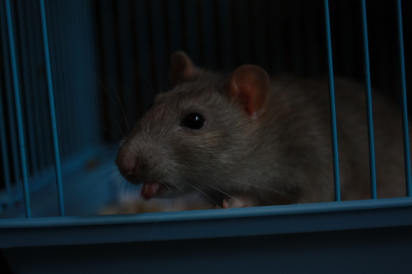 Rough Rat - Rat, Milota, Decorative rats, Rat Chronicles, , Lucky shot, Lucky moment