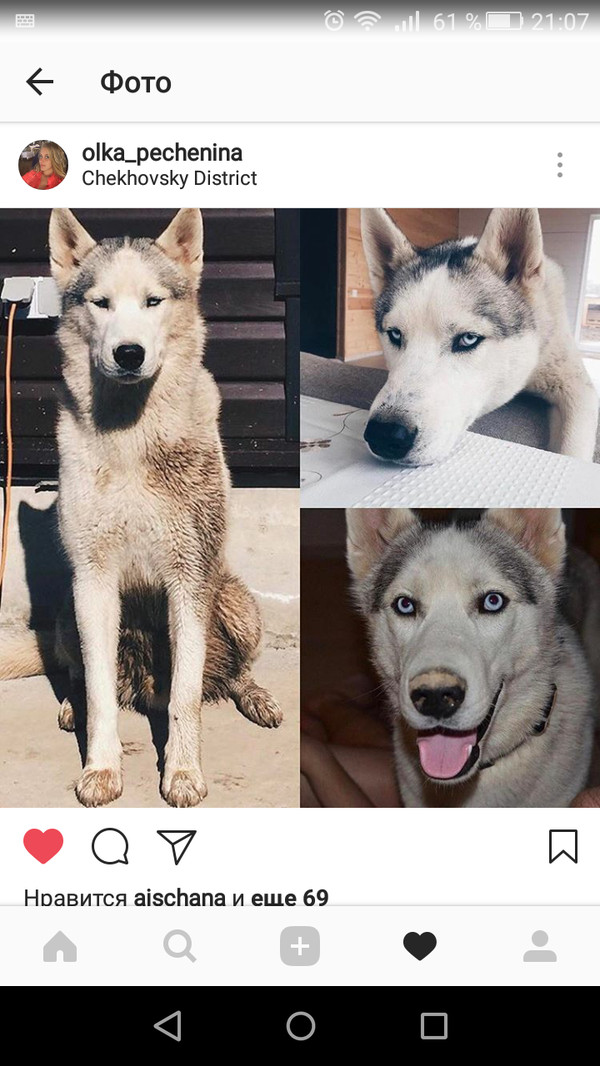 The dog is gone !!! - My, Siberian Husky, The missing, Help me find, Longpost