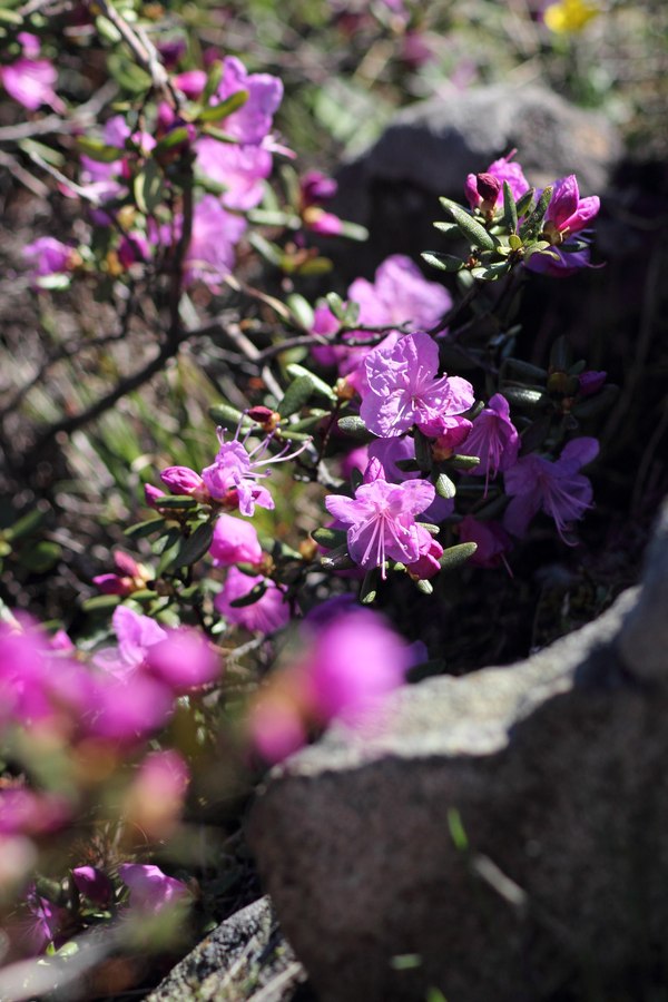 Spring in Siberia 2 - My, Nature, The photo, Tyva Republic, Longpost