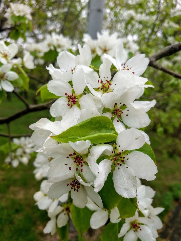 Spring - My, Nexus5x, Nature, Spring