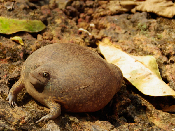 No, I'm not offended - Toad, Inflated