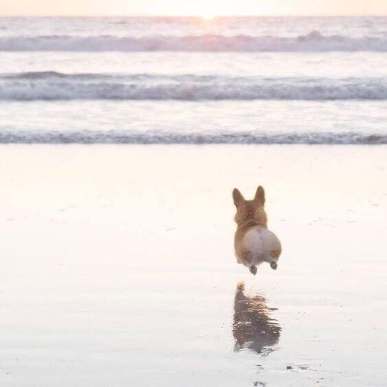 Levitation - Dog, Corgi, Beach, Sea