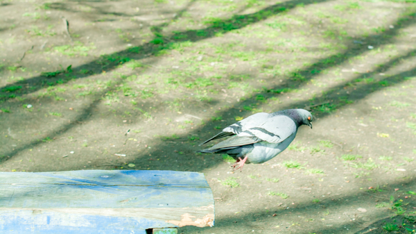 Dove moment! I DON'T ME WHEN PENGUIN! - My, Pigeon, Penguins, , Memes, 