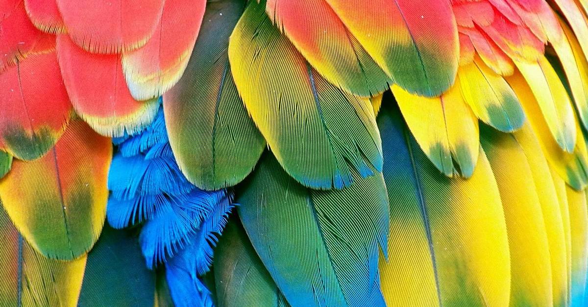 Colourful feathers. Яркие экзотические птицы. Разноцветные перья. Красивые перья птиц. Тропический попугай.