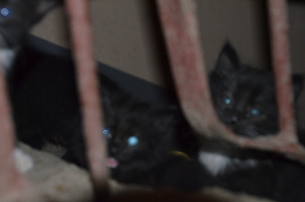 Full cellar of kittens - My, In good hands, Cats and kittens, Kittens, cat, Black cat, Saint Petersburg, Longpost