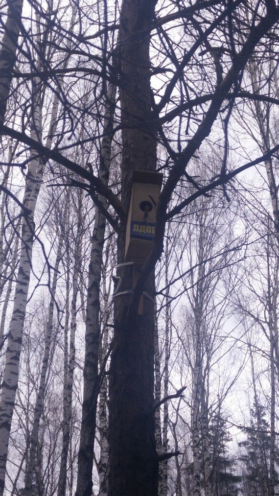 Suddenly - My, Sosnovka Park, Saint Petersburg, Birdhouse, Birds