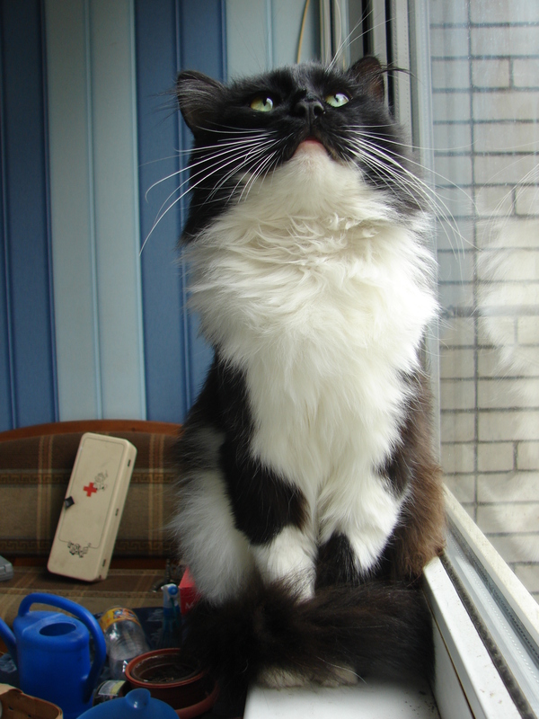 Один из моих котов