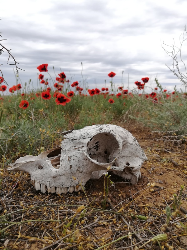 Смерть в муках в маках