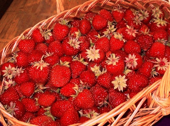 Strawberry - Greenhouse, Strawberry, Om-Nom-nom