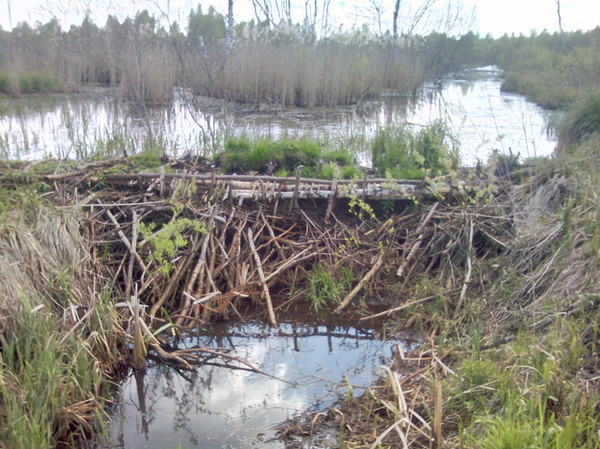 A few beaver dams. - My, Republic of Belarus, Longpost, The photo, Nature, Beavers