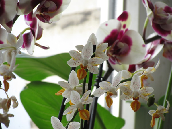 A little bit of beauty in the tape) A variety of orchids - My, Orchids, Phalaenopsis, , , , The photo, Longpost