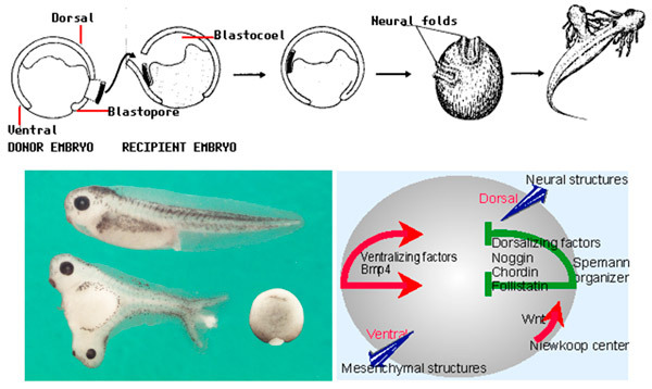 Evolutionary Legacy #3 - The science, Biology, Evolution, Evolution theory, Ontogenesis, A fish, , Longpost