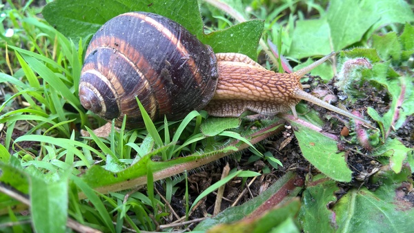 Snail - My, Nature, The photo, , Lumia 640