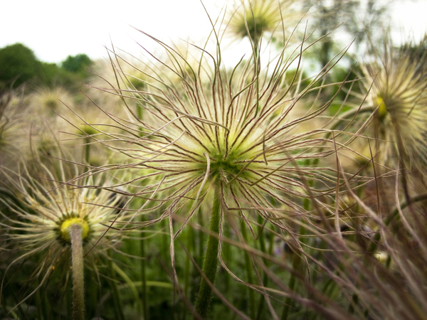 Dream herb - My, Grass, Dream herb, , Donetsk, , Botanical Garden