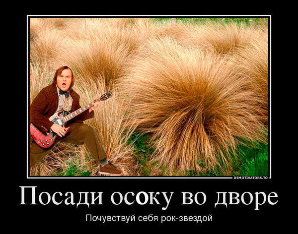 When you really want to arrange your own concert - Grass, Rock, guitar player, Concert, , , Sedge, Gardener