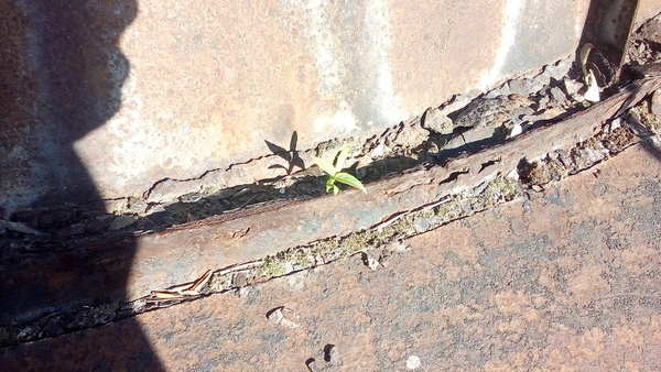 Кругом железо а он вырос)