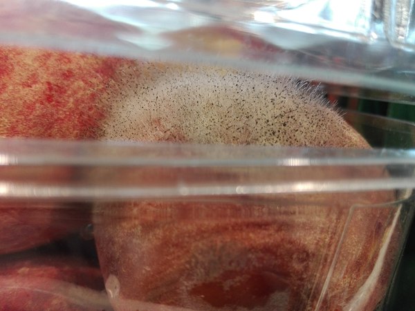 14948535191731357 можно ли пить заплесневелый чай