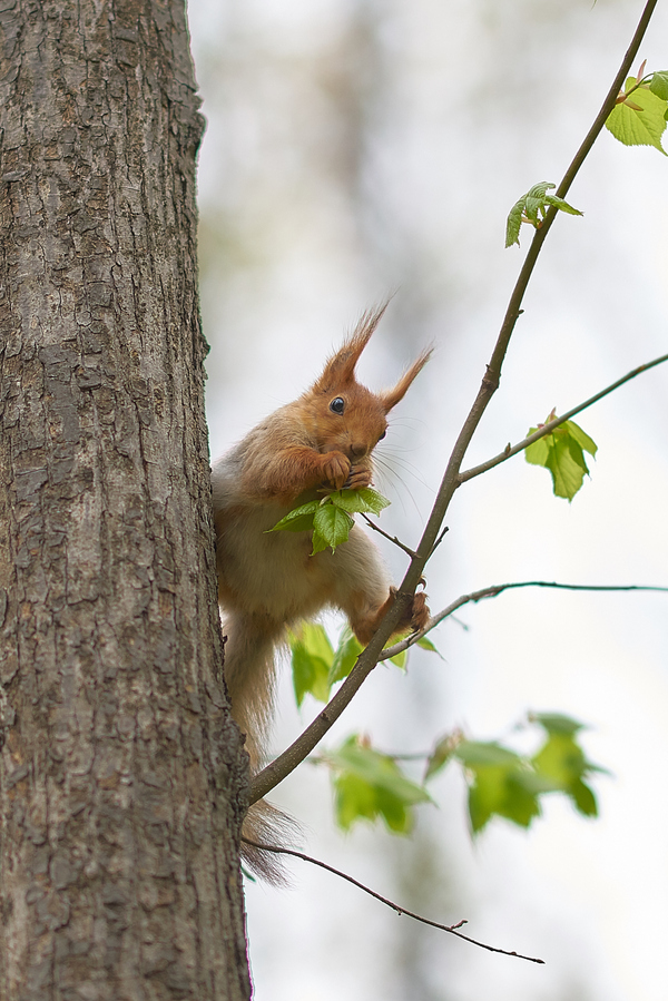 Squirrel - My, Sony, My, Squirrel