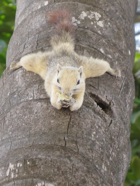 Thai squirrels. - My, Squirrel, Beach, , Longpost