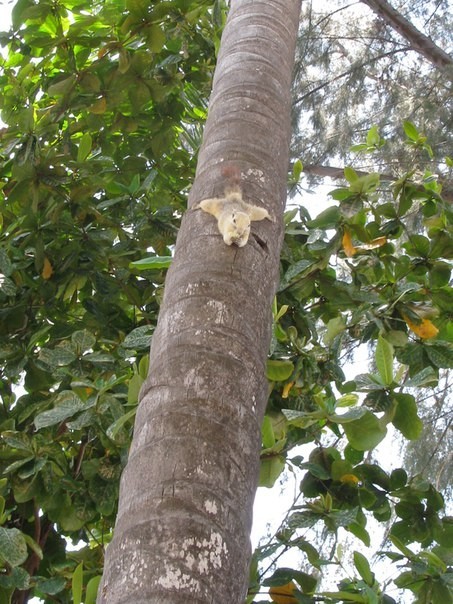 Thai squirrels. - My, Squirrel, Beach, , Longpost