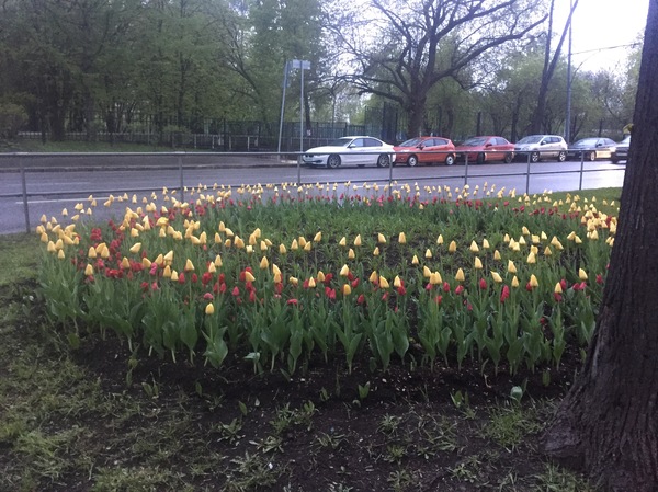 Free tulips! - My, Krasnoyarsk, Moscow, Tulips, Know-how