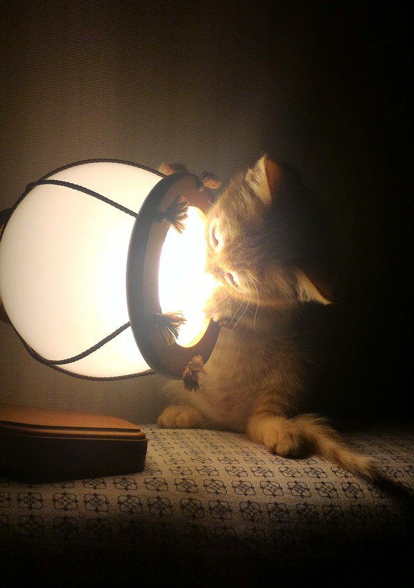 My cat with a lamp - My, cat, Cats and kittens, Cat with lamp