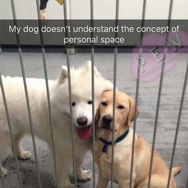 My dog ??is not familiar with the concept of personal space. - Dog, Personal space, Honestly stolen