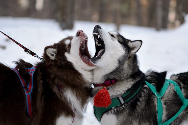 А-а-а не спеть ли мне пе-е-е-сню...