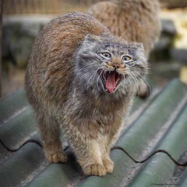 emotional cat - Animals, Pallas' cat, cat, Novosibirsk Zoo