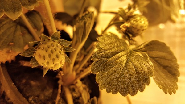 All hydroponic strawberries! - My, Hydroponics, Progressive crop production, Aeroponics, Strawberry