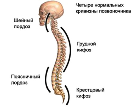 Curiosities about scoliosis - My, Scoliosis, Health, The medicine, Osteopathy, Longpost