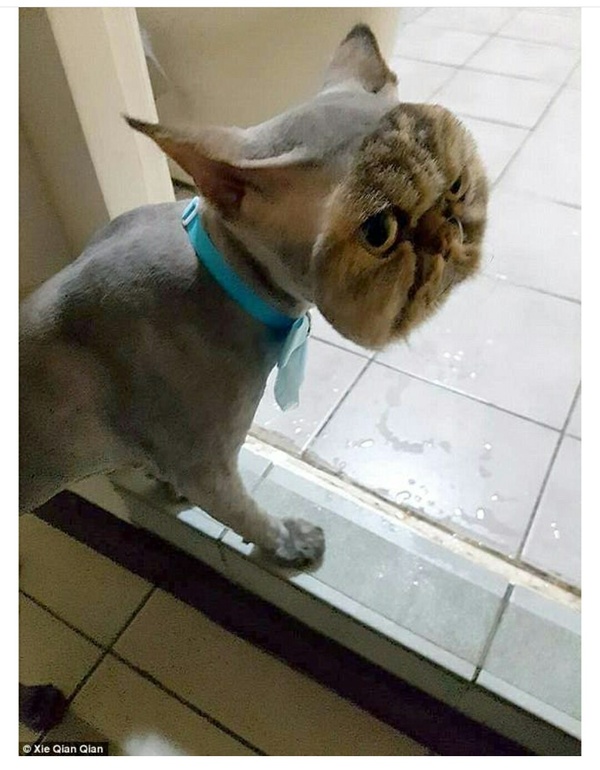 Подстригли