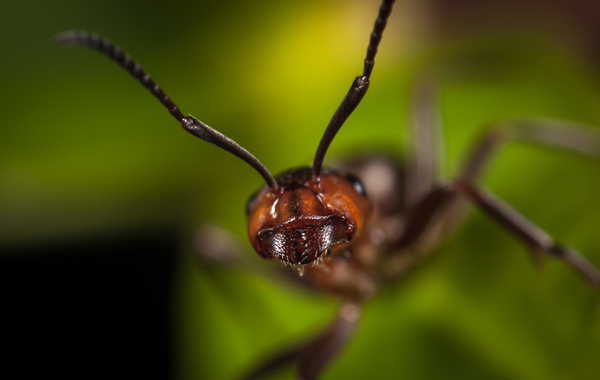 Macro hunting #97 - My, Macro, Insects, Arachnida, Spider, Bedbugs, Ants, Жуки, Canon 5DM2, Macro photography