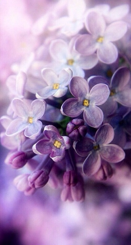 Color magic. Lilac. - Images, Longpost, Lilac, Color