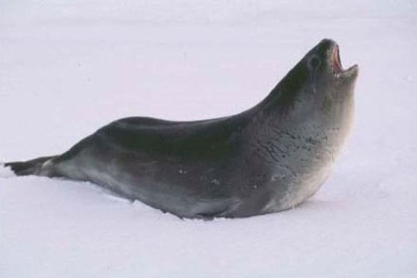Ross seal - Seal, Mammals, Arctic, 