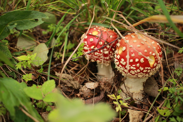 Youth, maturity and old age of fly agarics - My, Mushrooms, Forest, Fly agaric, Victor Pelevin