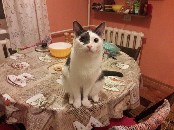 Senechka on the dining table. - My, cat, Catomafia, , , Bonehead