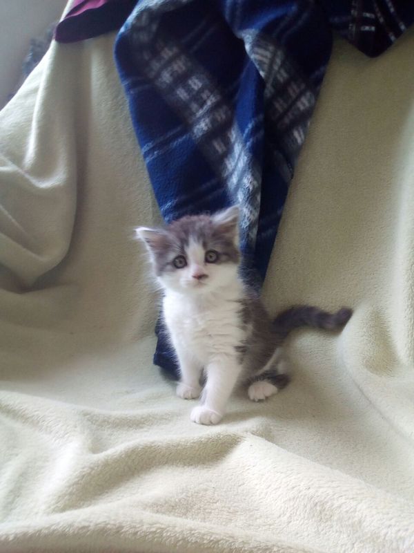 Кошачья тема