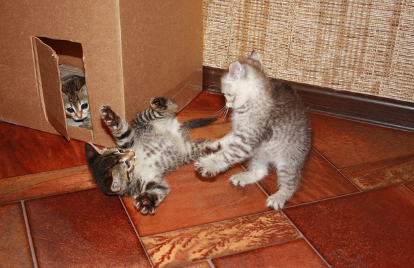 Как мы котят спасали Кот, Спасение, Милота, Котобесие, Все хорошо, История, Реальная история из жизни, Длиннопост