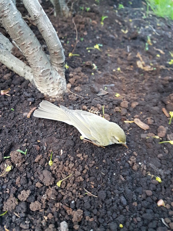 Please help! A bird was found, lying on the road, does not fly and does not walk. Please help with identifying the species - My, Birds, Help, Ornithology