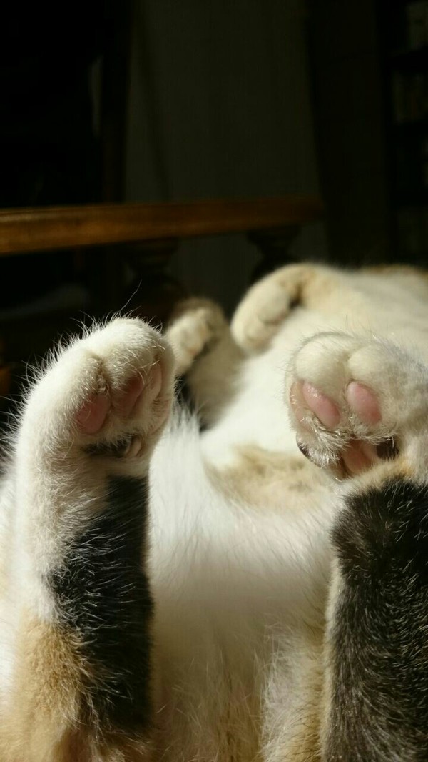 Paws - My, cat, Paws, fluffy paws