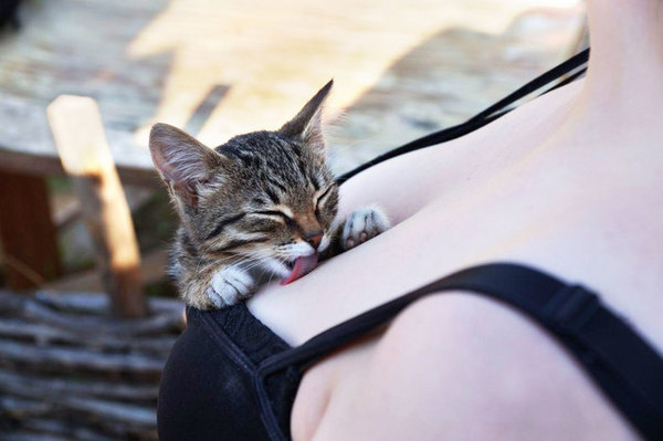 What could be better - Boobs, , cat