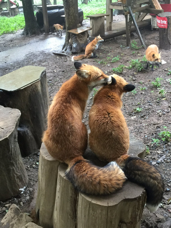 furry gossips - Fox, In the ear, Fluffy, Animals