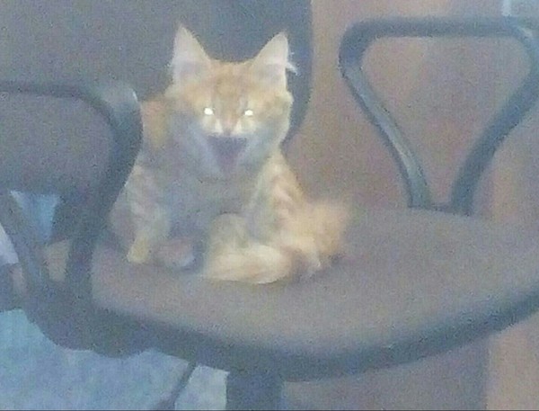 Посоветуйте экзорциста для кота